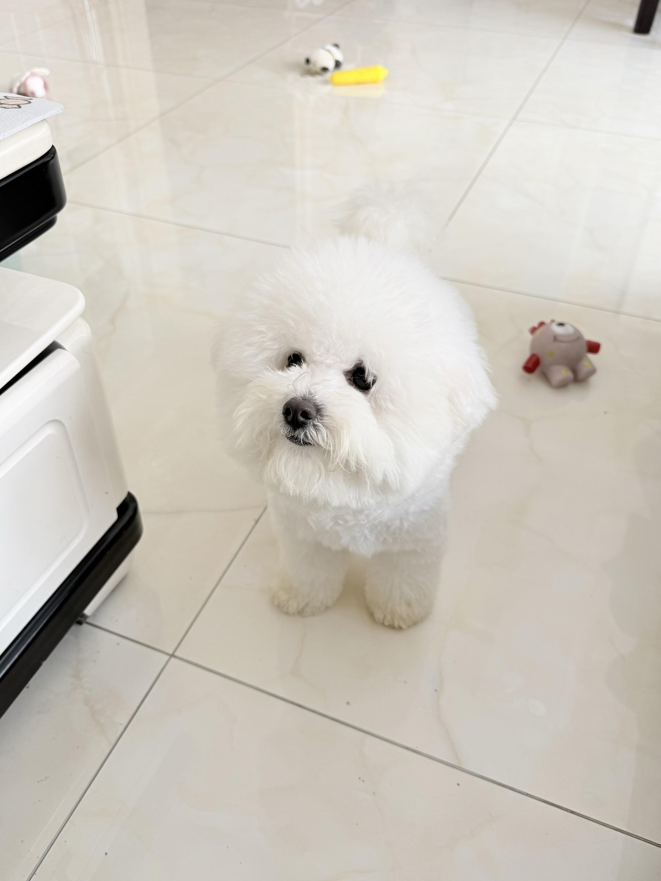 人靠衣装 狗靠洗澡