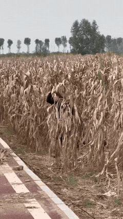 优雅自信穿搭分享即使从玉米地里出来，也要保持优雅