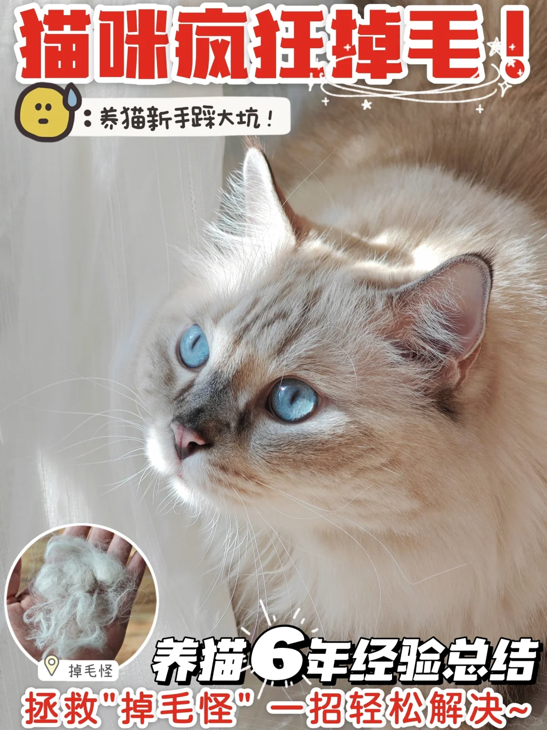 长毛猫这样喂养！不再是“蒲公英”🤓