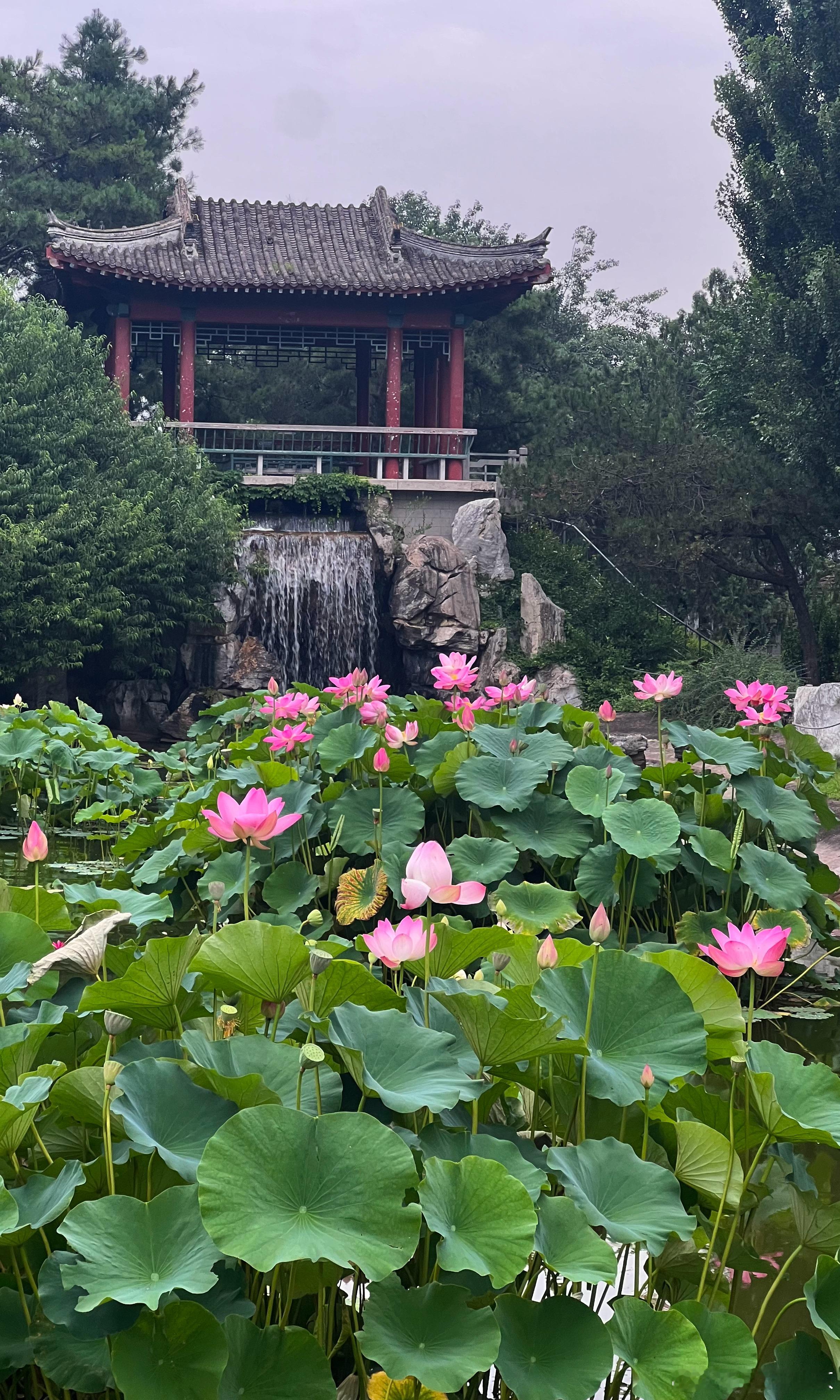国家植物园 南园 荷花开摄影