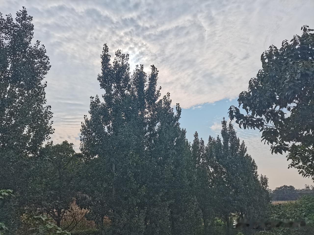 抬头一看，今天的天空好漂亮，云多得跟棉花似的，太阳都快被遮没了。路边的树长得也真