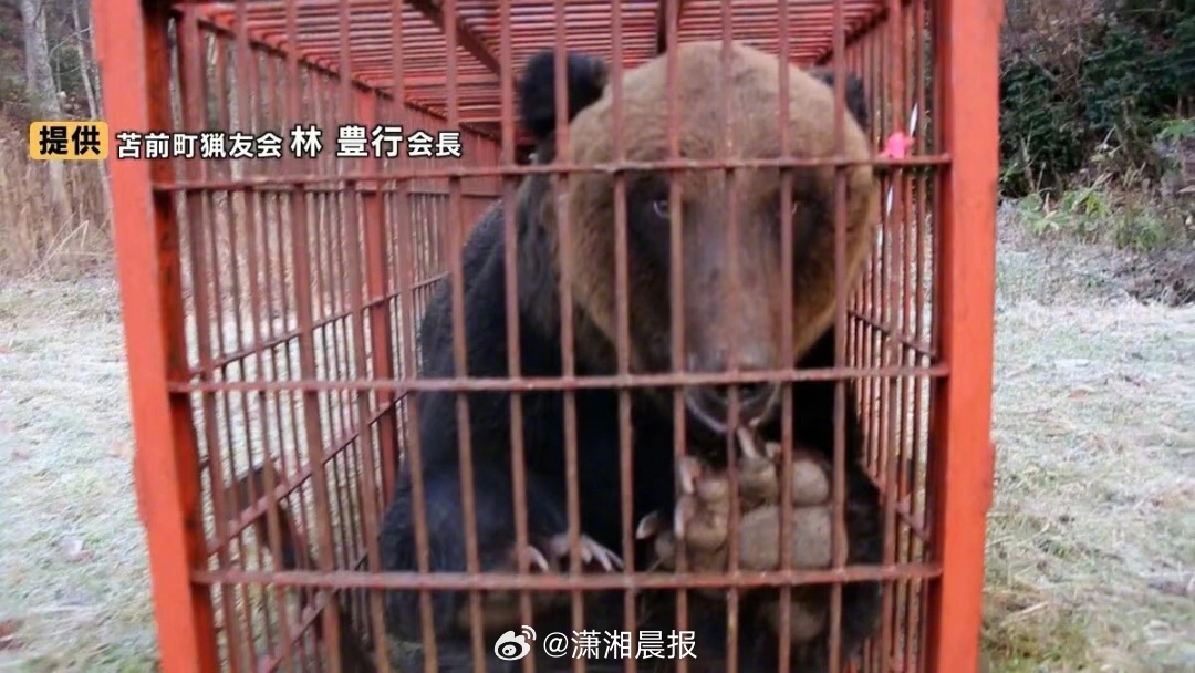 【#日本7个月发生230起熊袭击人事件#】5日，日本环境部公布的数据显示，4月至