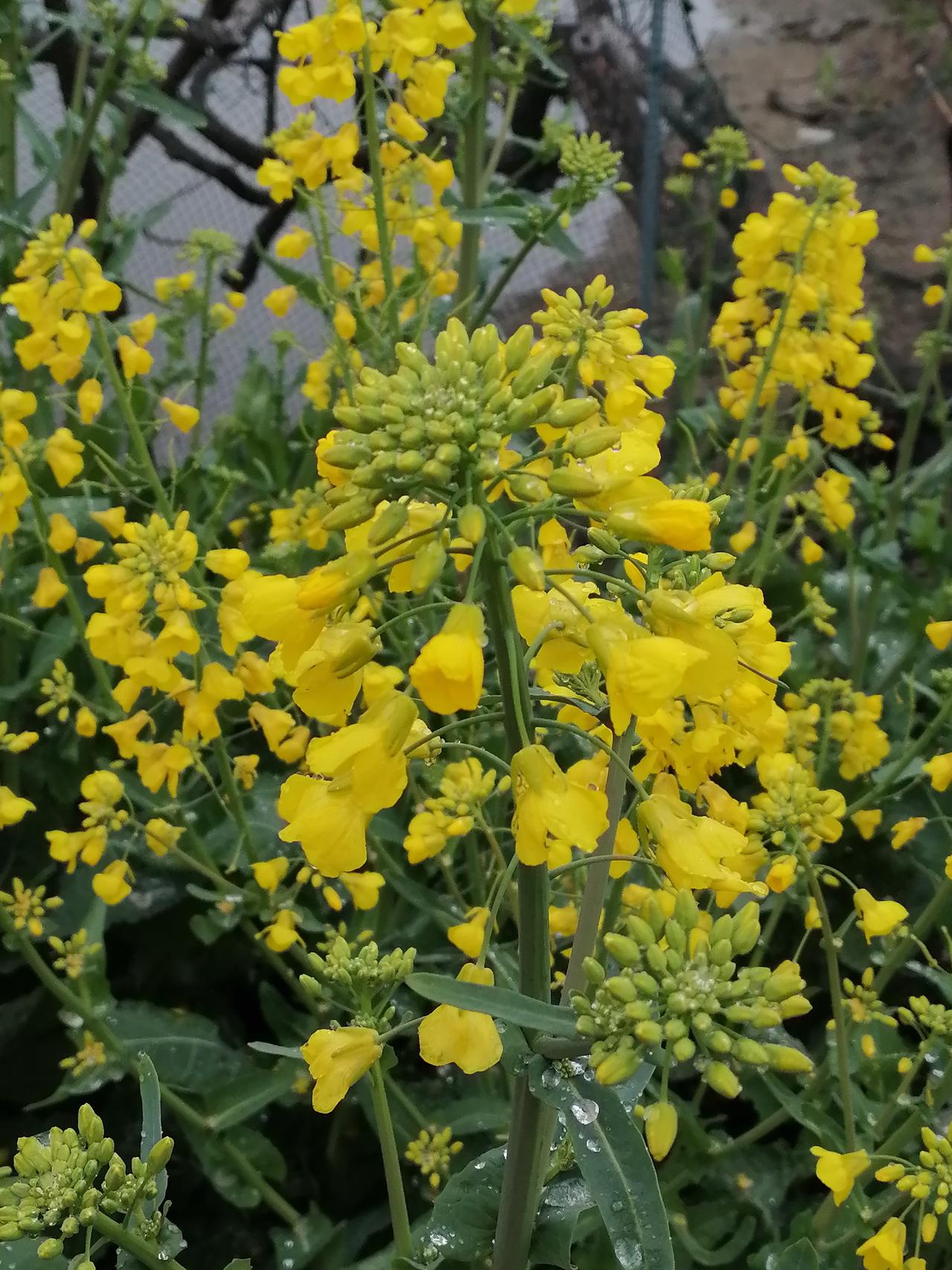 春日生活打卡季遍地都是油菜花的香气。