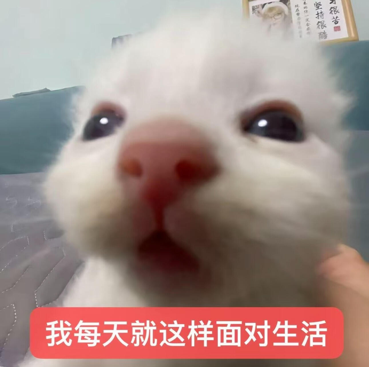 可爱表情包 小猫表情包抽象表情包 