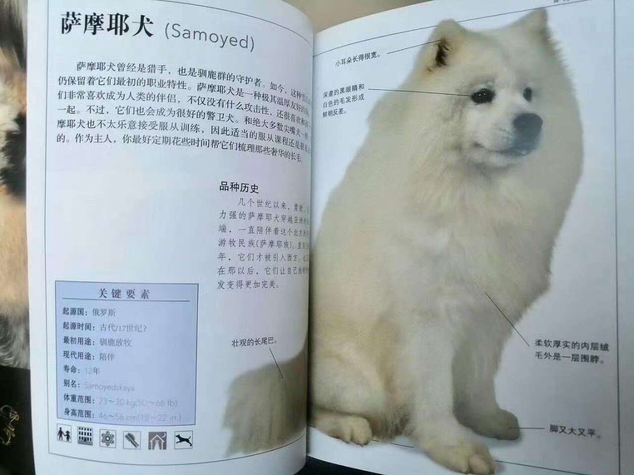 萨摩耶曾经是猎手[偷笑] ​​​