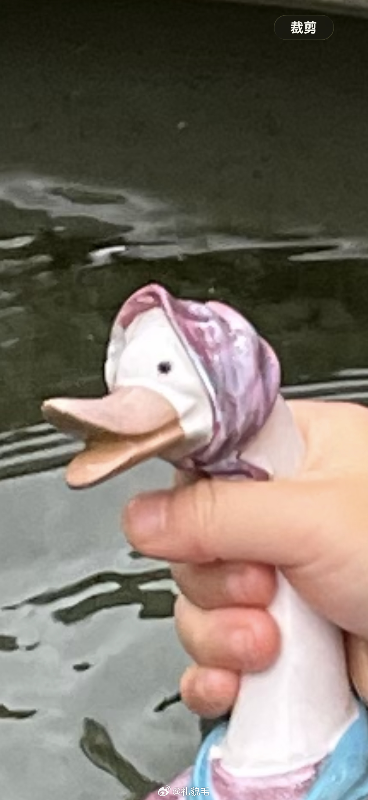 球宝正在….. 