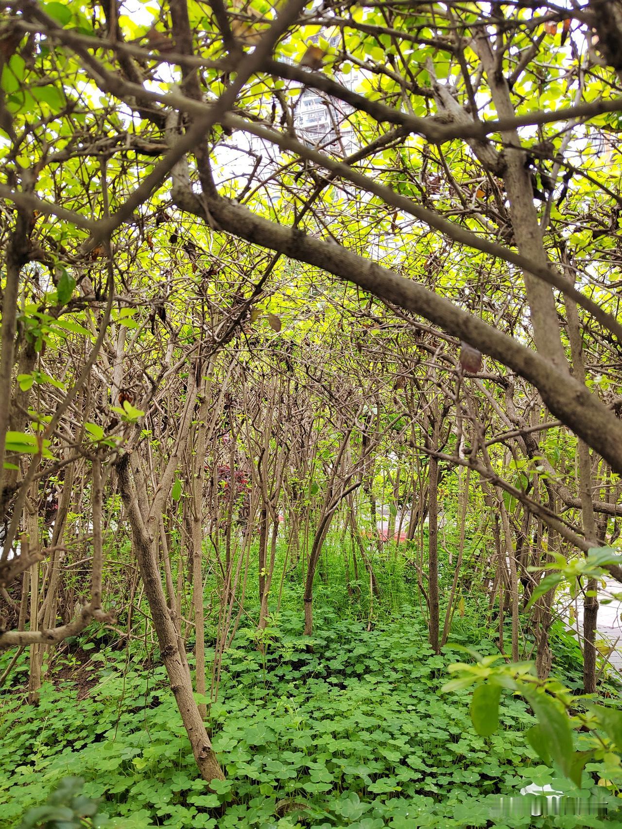 分享一下你随手拍下的照片另一个角度的路边绿化带[红包来啦][红包][爆竹][招财