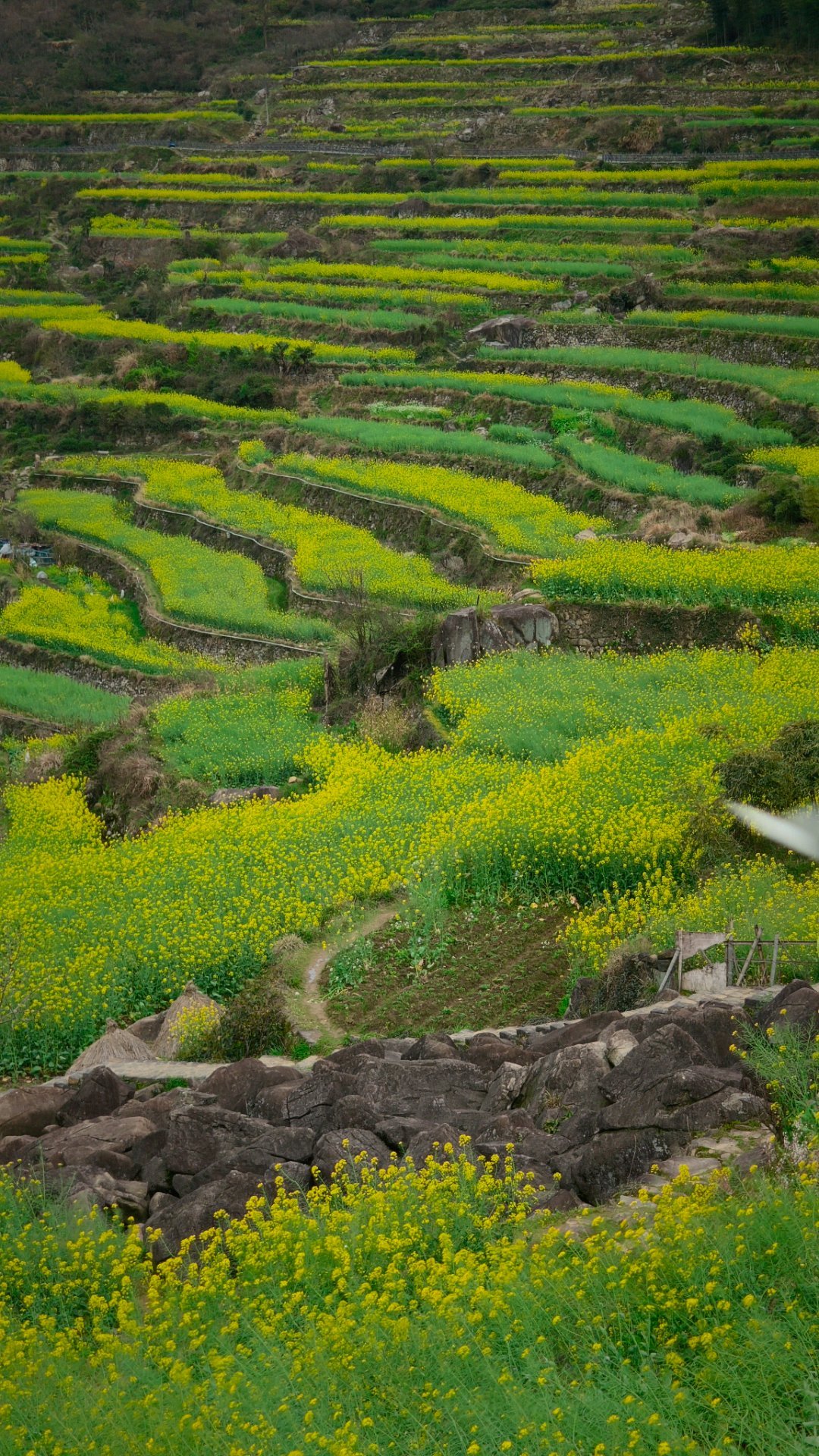 千年梯田，开满了油菜花在这里做直播，咔咔出单 绍兴·沐格山居(绍兴覆卮山店)