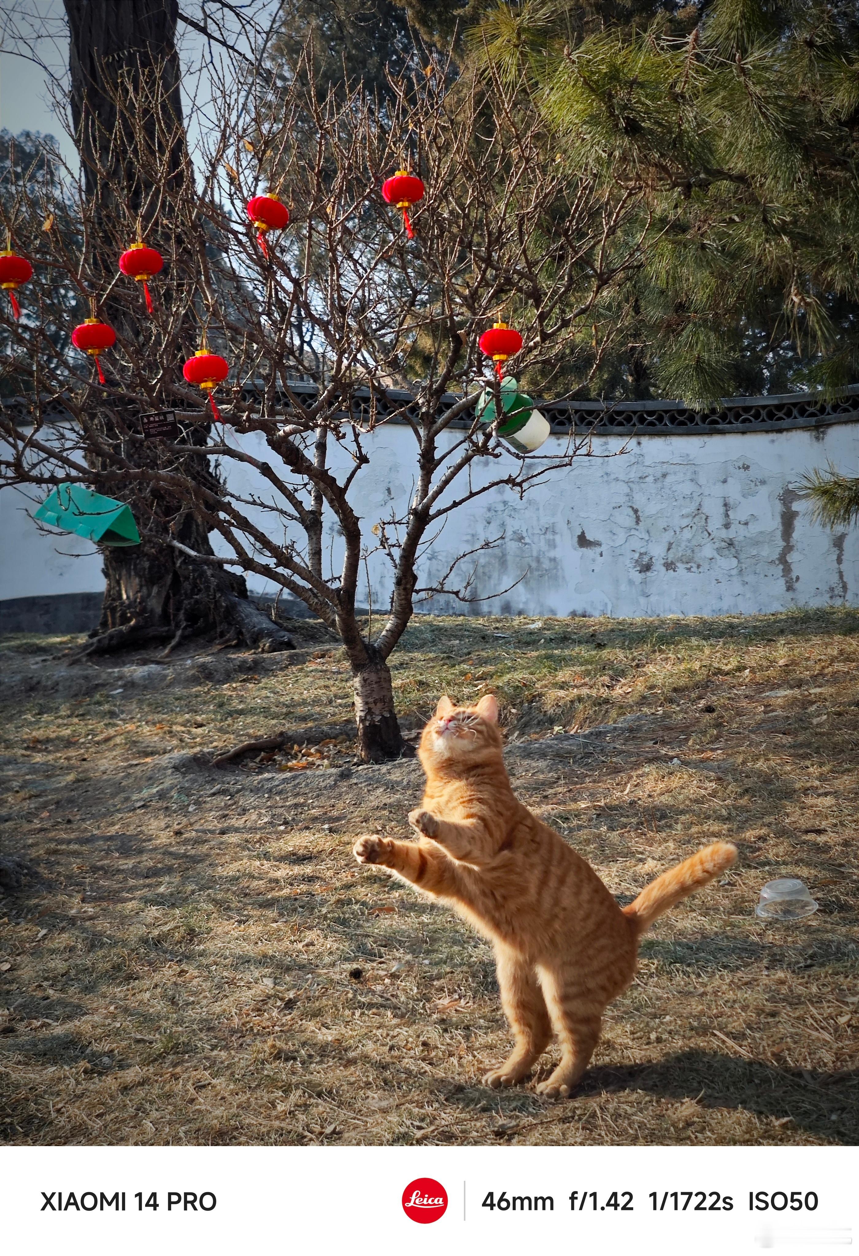 串串的留守猫咪日子倒计时了，定了，明日返京！准备好迎接开工了么？ ​​​