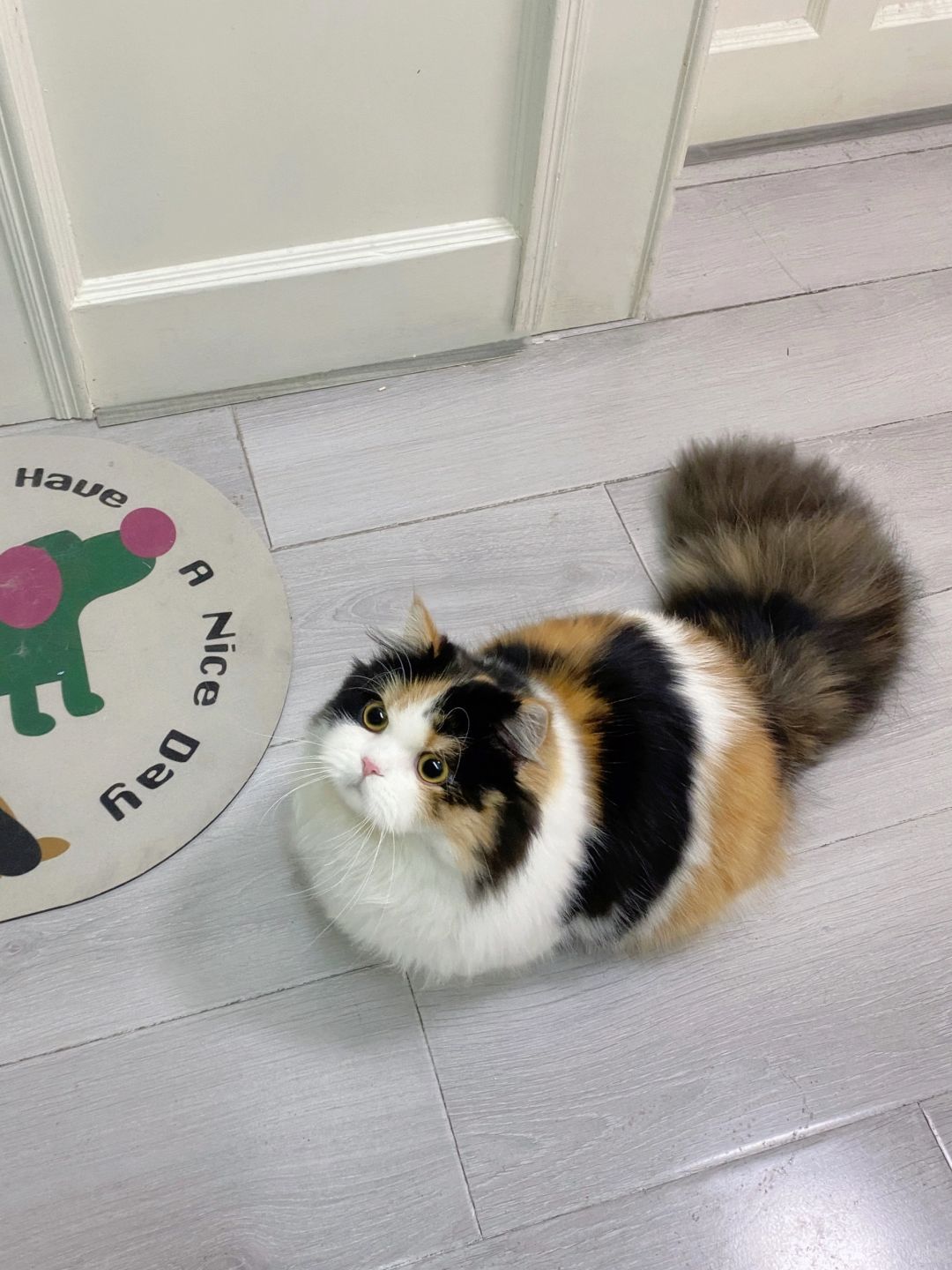 右滑看没收到新年礼物的生气小猫