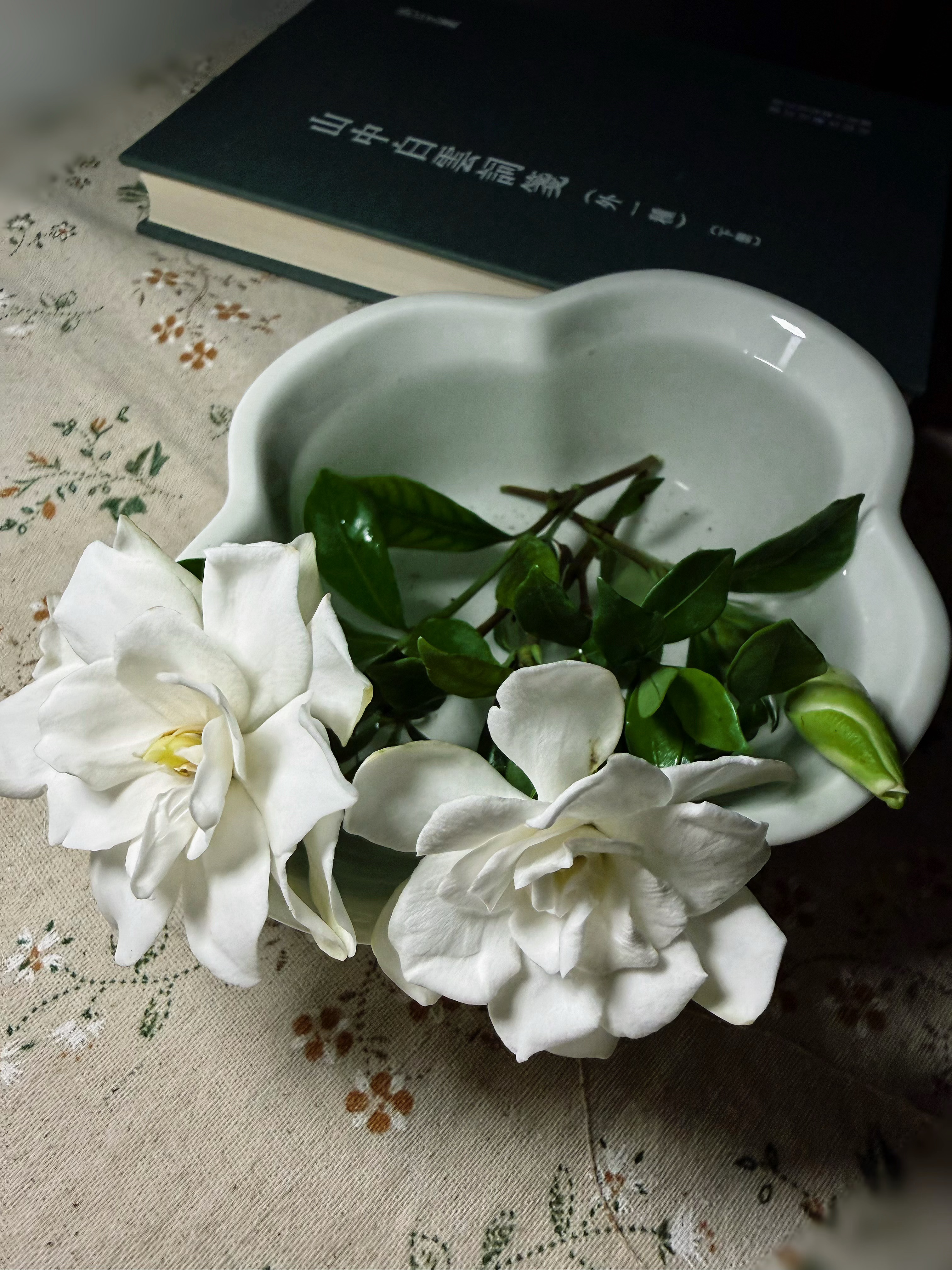 这才是“水横枝”三个字真正的诠释吧。植物栀子花摄影未来三天广东强降水持续