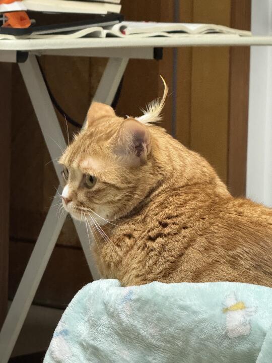玄凤猫