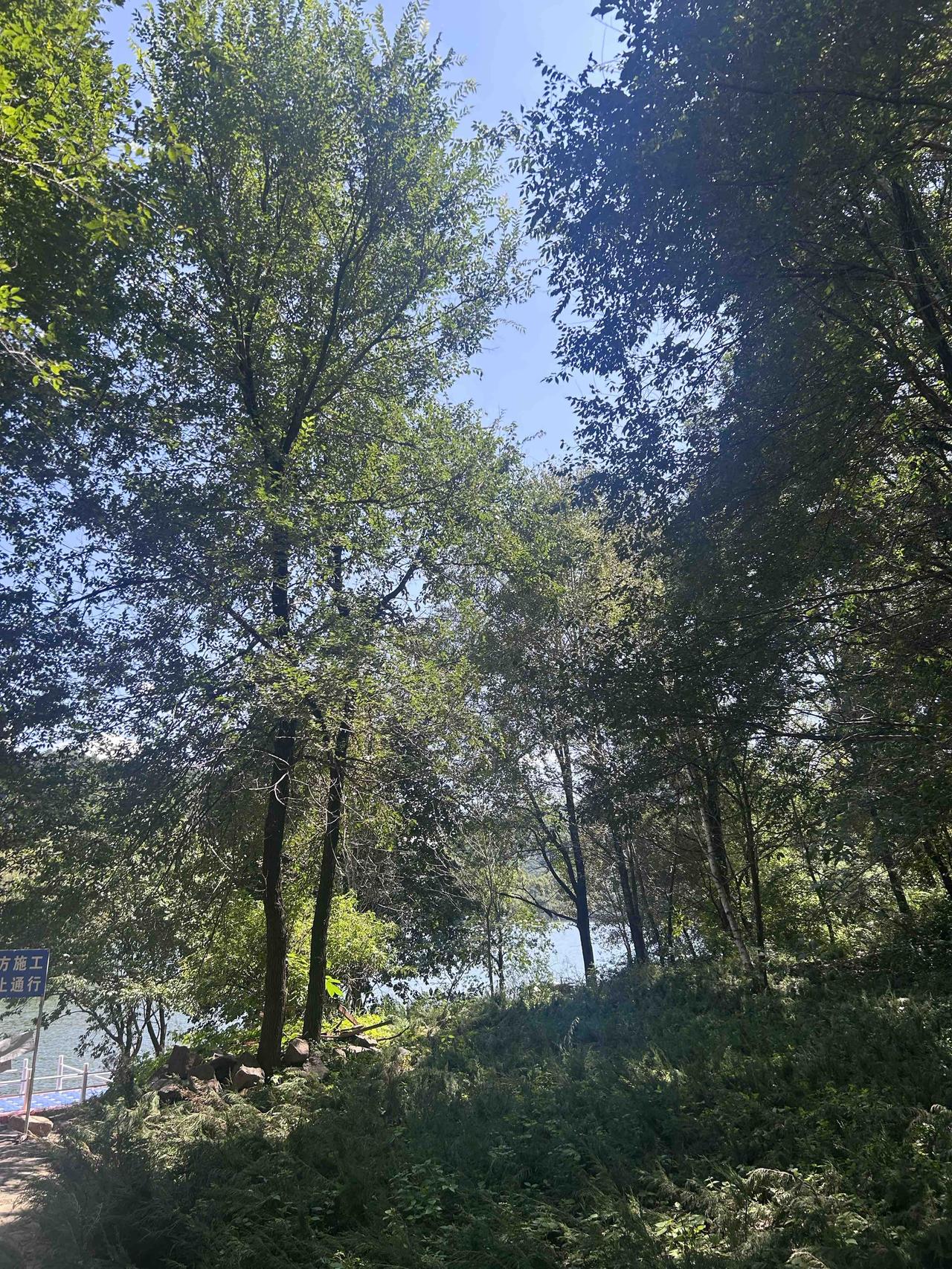 延庆玉渡山景区，晴朗明净的白日，澄澈的蓝天从高大林木的缝隙间洒落下来。