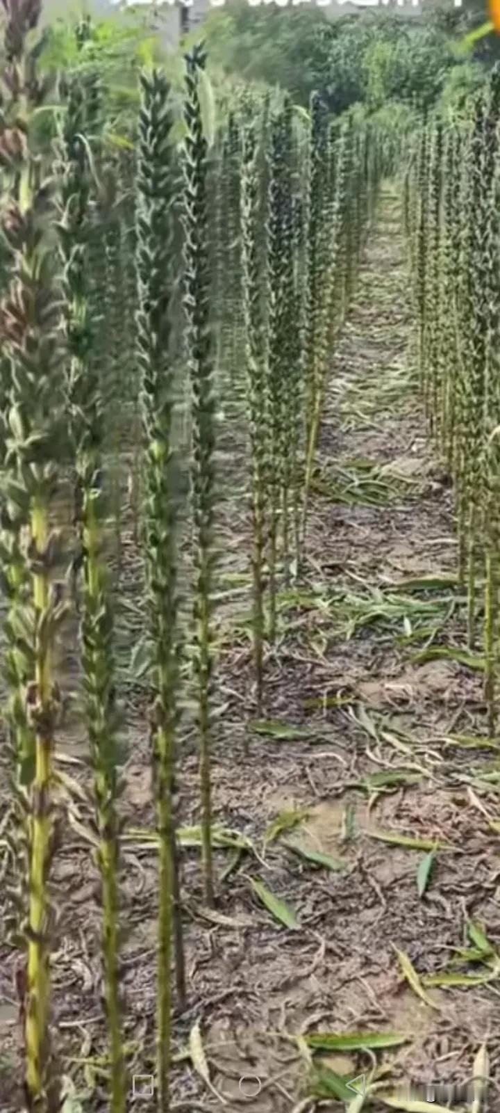 这个可能是秋葵吧？长得比人还要高，他的产量还蛮高的嘛，整条杆都结了果实，密密麻麻