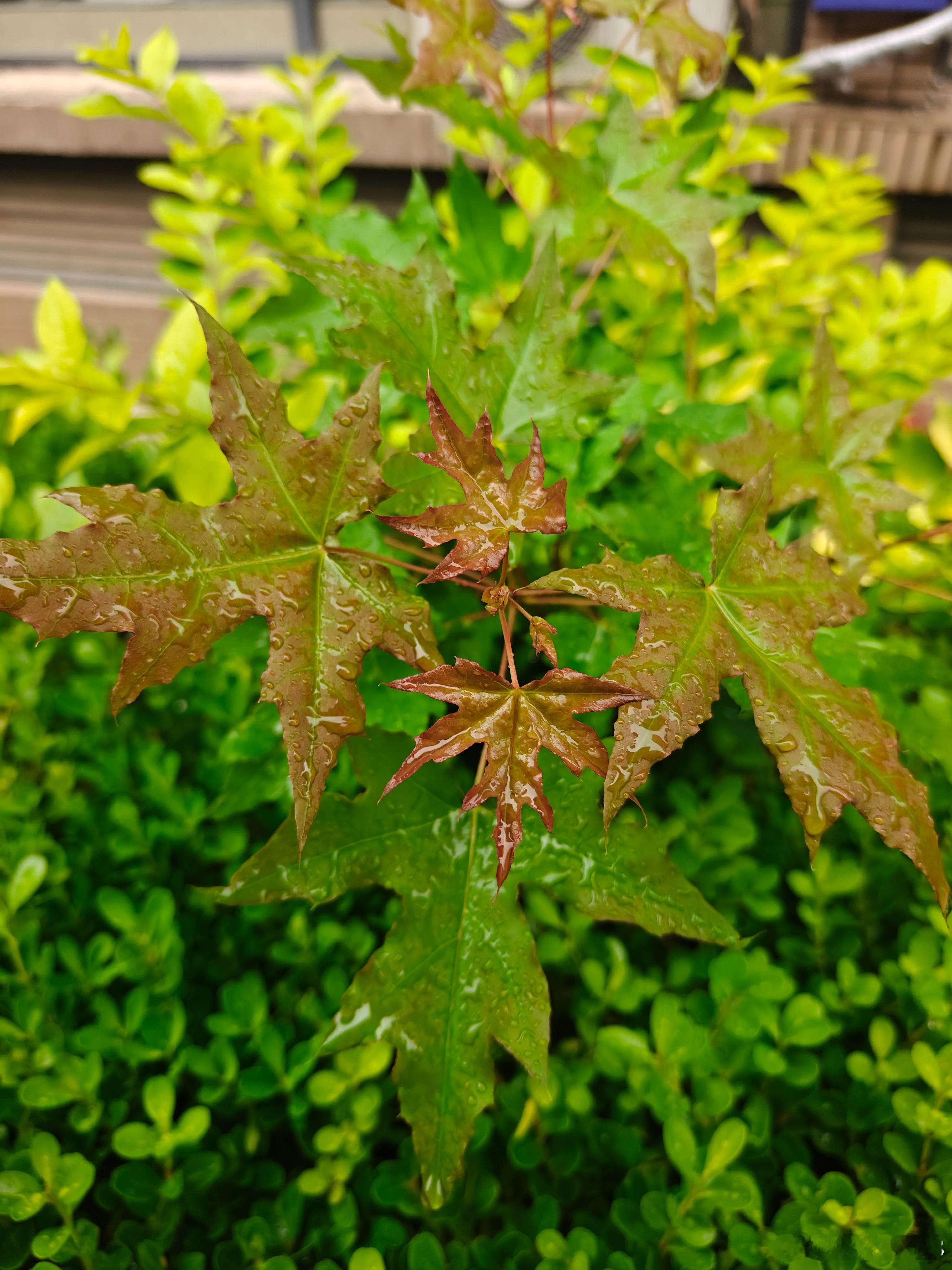 绵绵细雨轻轻的飘洒…催生着草木愈发的葱绿茂盛随拍花草世界