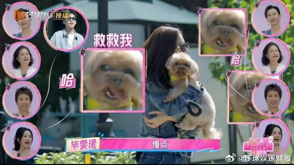 狗界障碍赛考的是张予曦我家那闺女 看《我家那闺女》被张予曦带狗比赛戳中笑点！小狗