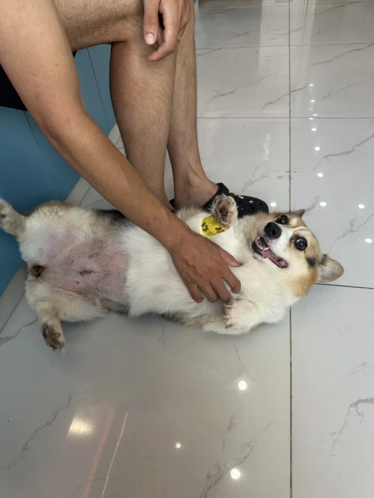 人，你看我像刚手术完嘛