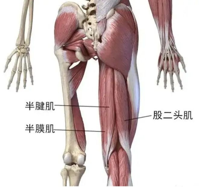闲聊天时间昨天在锻炼时和搭子们聊起了腘绳肌受伤的情况，略懂医学的大哥简单讲了讲伤