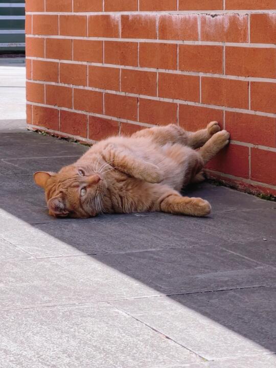 小猫快乐的话我也会觉得幸福
