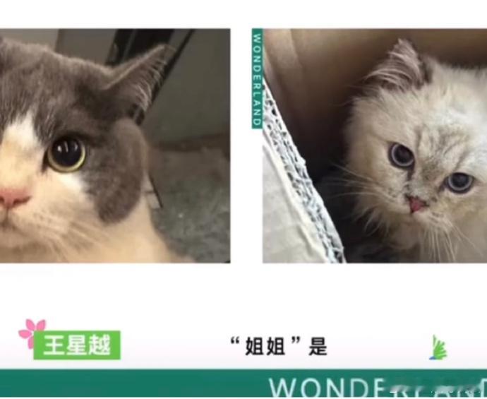 王星越家的小猫是次抛嘛！ 觉得姐姐更像巨蟹，王涛马上就说回家改一下。这精神状态我