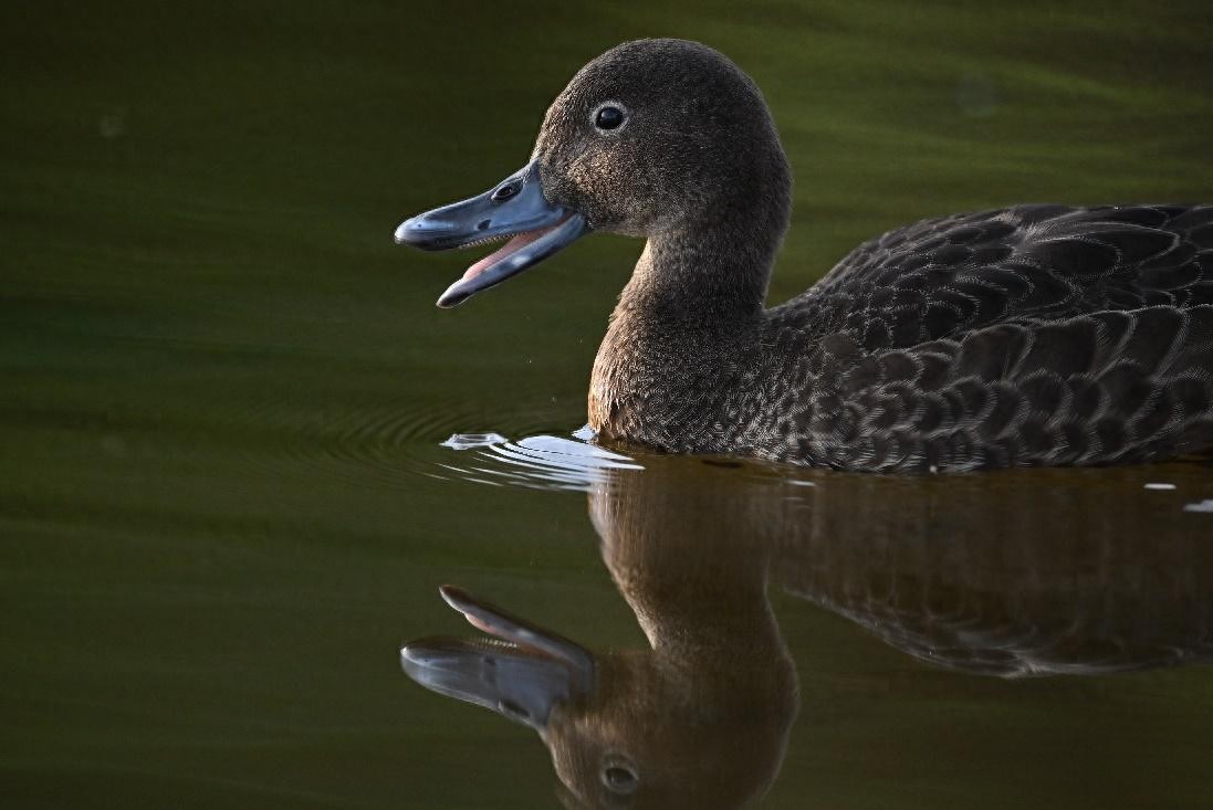 镜见湿地生灵，传递自然共生之韵