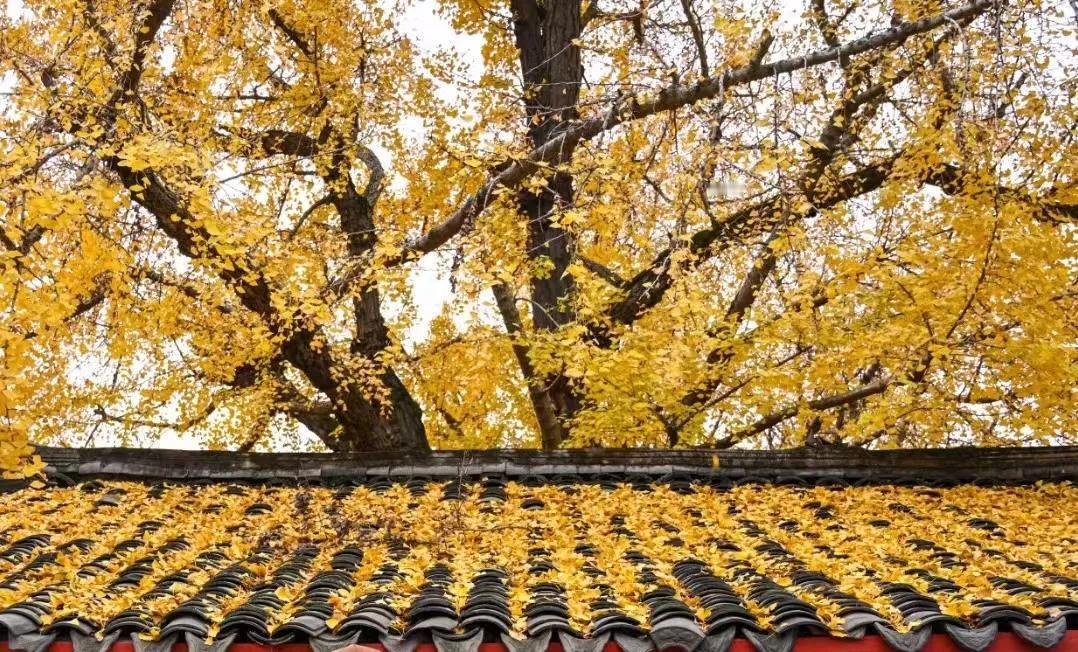 昨晚又干了一场麻将。
四家，两门牌，就是说只有条子和筒子。
5元一手，40封顶。