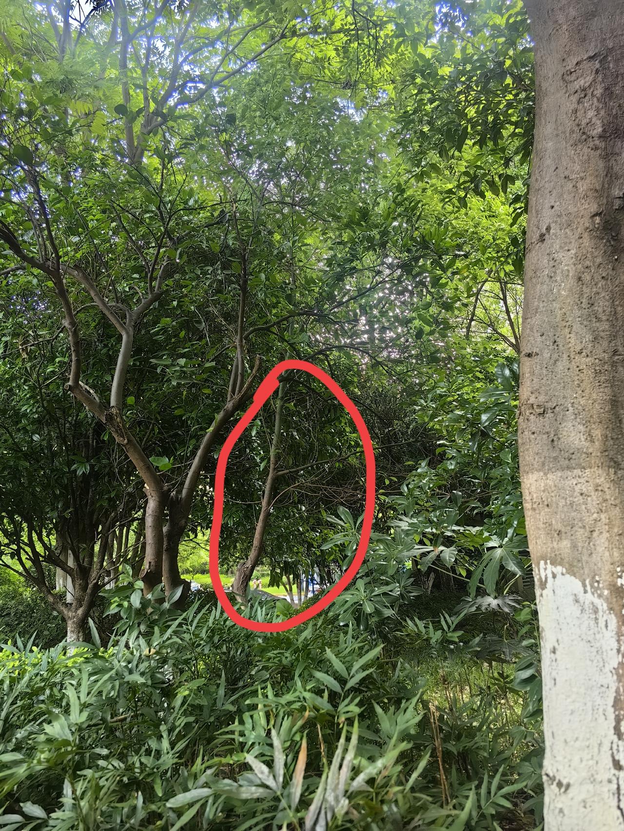 夏日生活打卡季图中间的这个小树已经种了有七八年了。七八年前这棵小树在一个局级单位