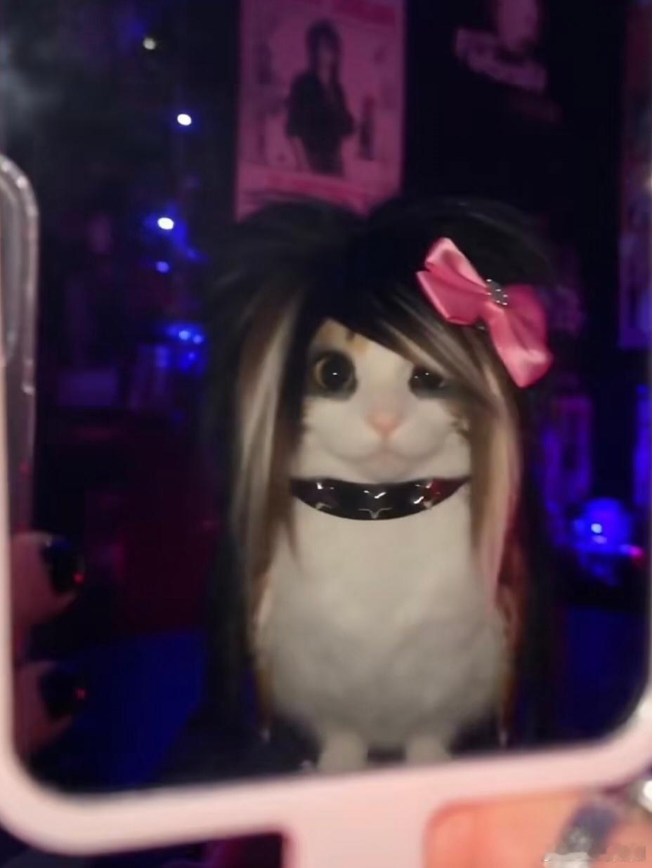 小红书上刷到的“猫头鹰”这大粉红蝴蝶结🎀我是真的绷不住。[嘻嘻][嘻嘻][嘻嘻