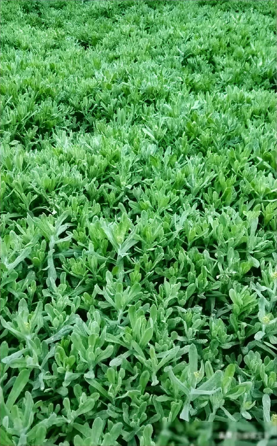 这是什么野菜？也太茂盛了。
（网图侵删）