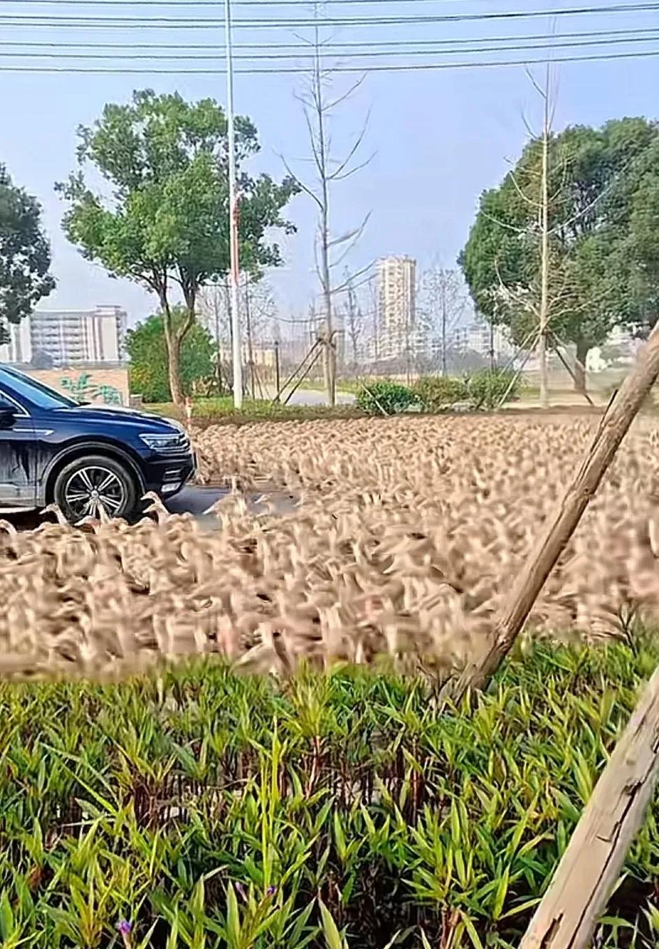 这千军万马放出来怎么控制呀，红烧鸭、烤鸭、卤鸭、爆炒鸭、啤酒鸭、炖鸭……
鸭子真
