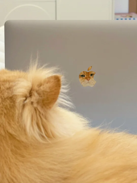 人，见过🍎小猫吗