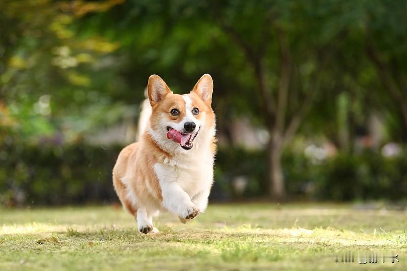 分享一张狗狗照片4. 小狗的陪伴，是最简单的幸福