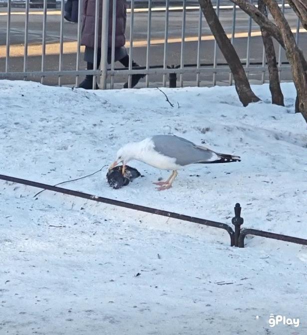 #鸟粉投稿# 鸥鸥的猎杀时刻抓了一只倒霉的咕咕 ​​​