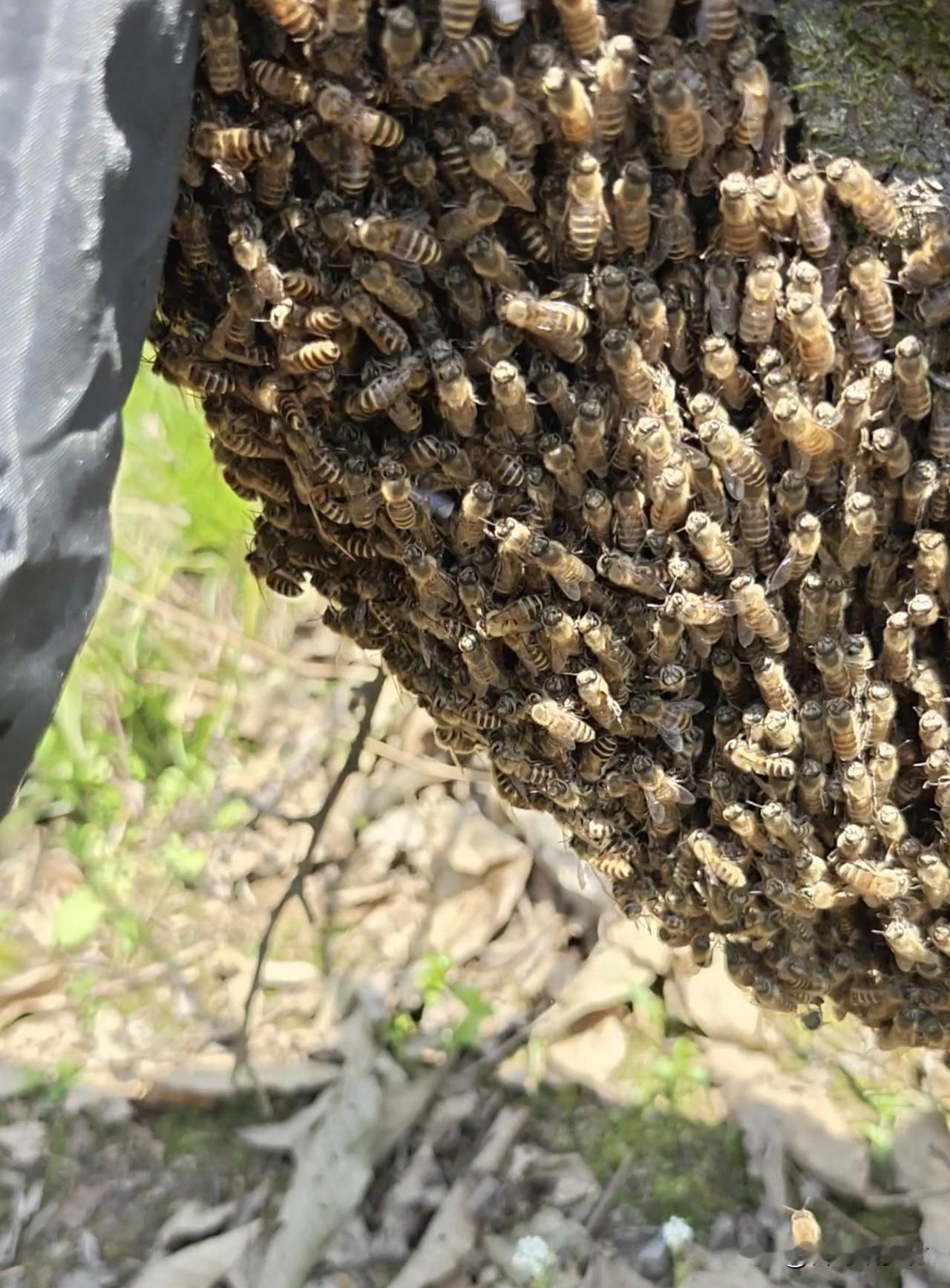 一天收了三箱蜜蜂。
武汉退休教师隐居大薤山养蜜蜂后续5。
2024年春季，邓先生