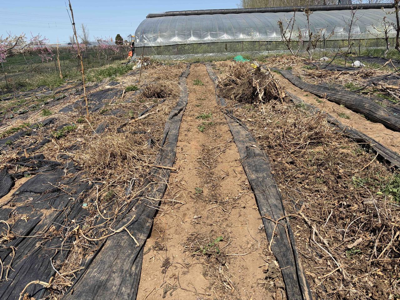 清明至谷雨，是春季露地种菜的黄金期。今天种下四种作物：生姜 芋头 土豆 辣椒和甘