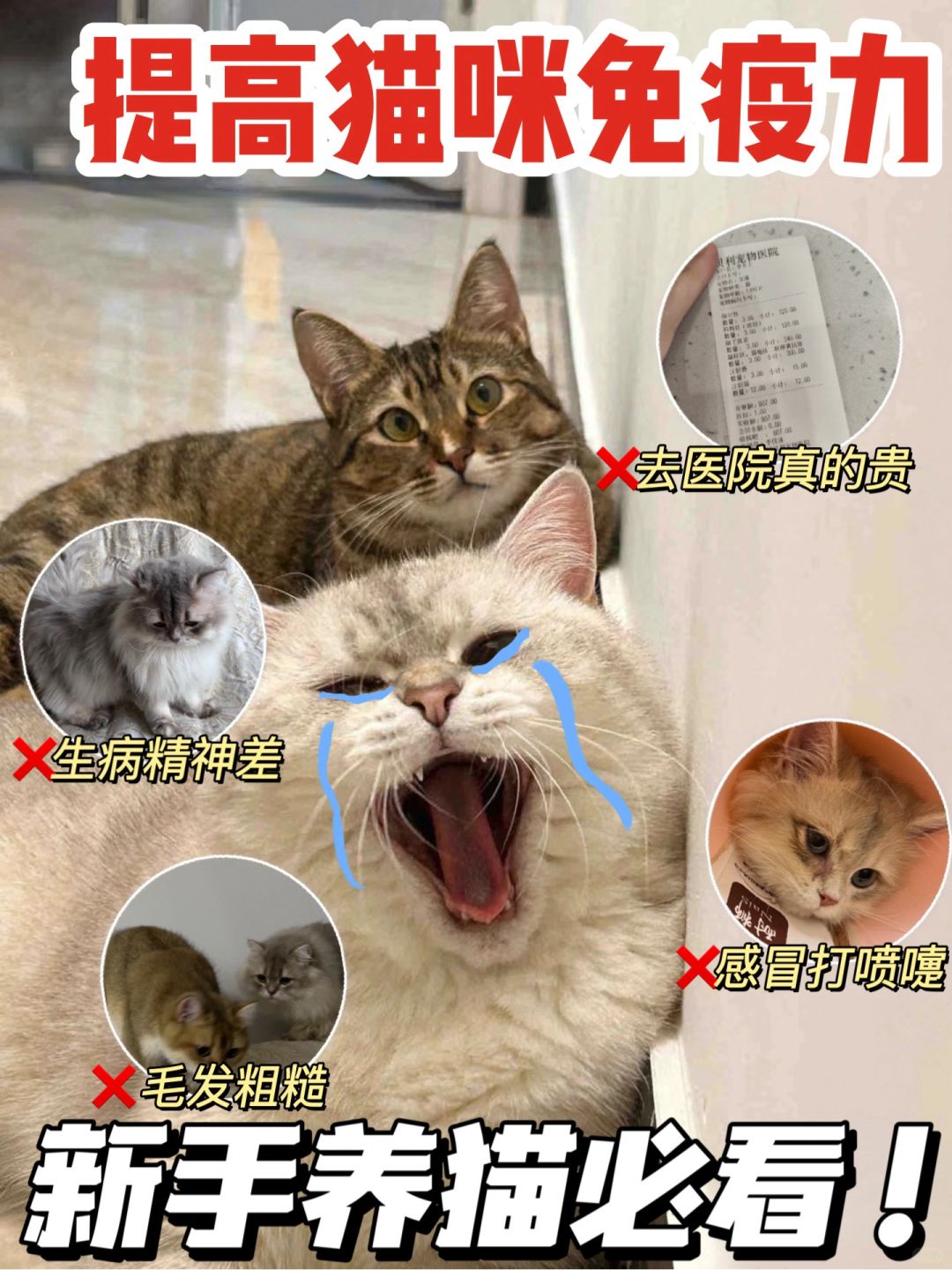 你看病30，猫看病3K！新手切记提高猫咪免疫