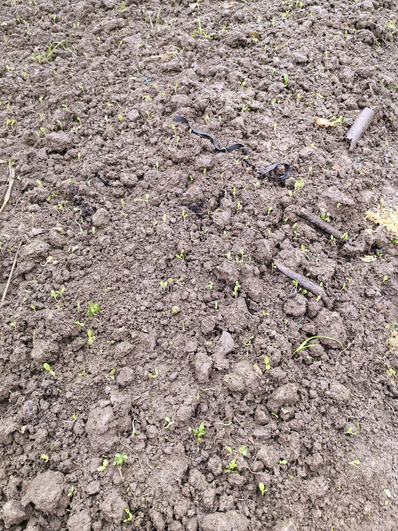 谢天谢地！回报终于来了！

历经65天的冰封雨雪考验，和太阳地气的哺育，生菜今天