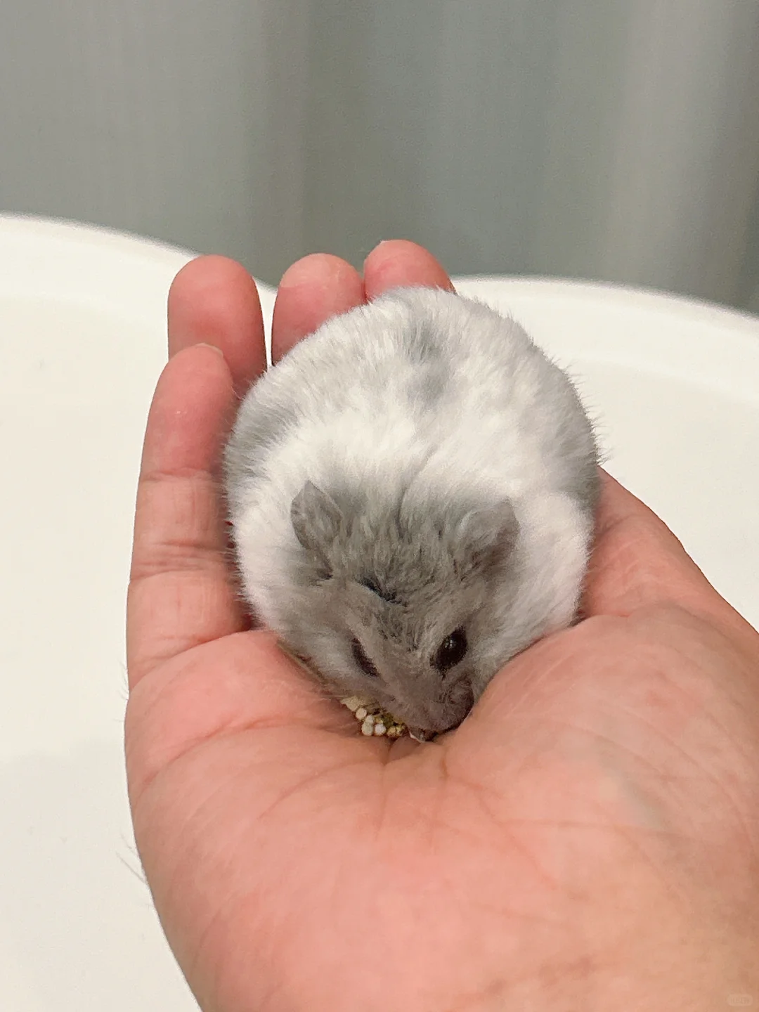 爸爸的手心是我的饭碗