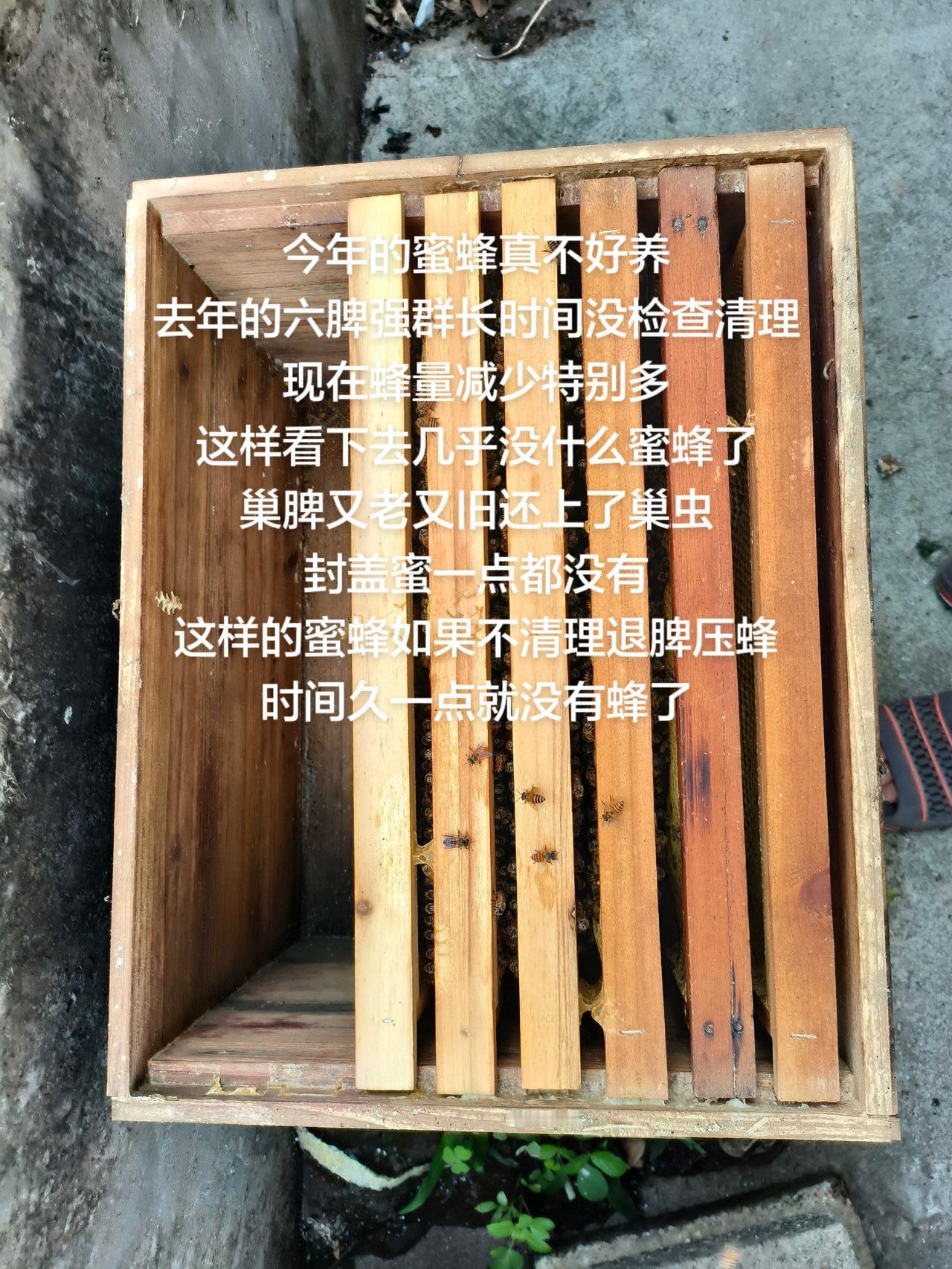 今年的蜜蜂真不好养
去年的六脾强群长时间没检查清理
现在蜂量减少特别多
这样看下