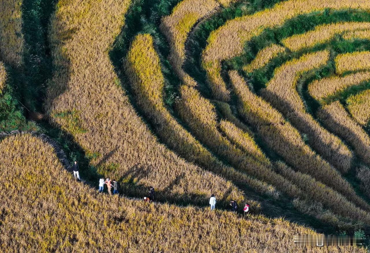 壮观的大地指纹
​是秋天最美的一道风景线
（文/摄：秋日私语cyf  于丽水云和