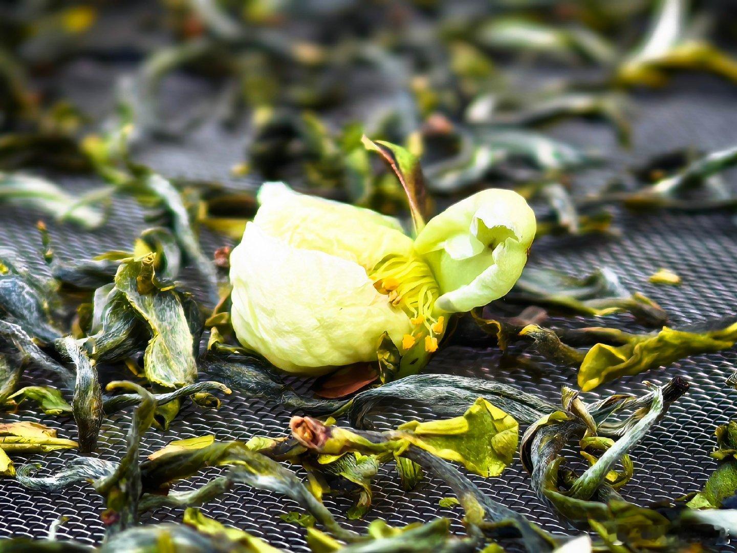 寻味普洱指尖上的茶香 好喜欢云南的普洱茶呀，这个茶香扑面而来的瞬间，清晨，当第一