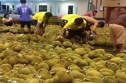 靠中国市场赚翻却搞小动作？越南菲律宾水果烂地，如今求原谅晚了！
 
麻烦看官老爷