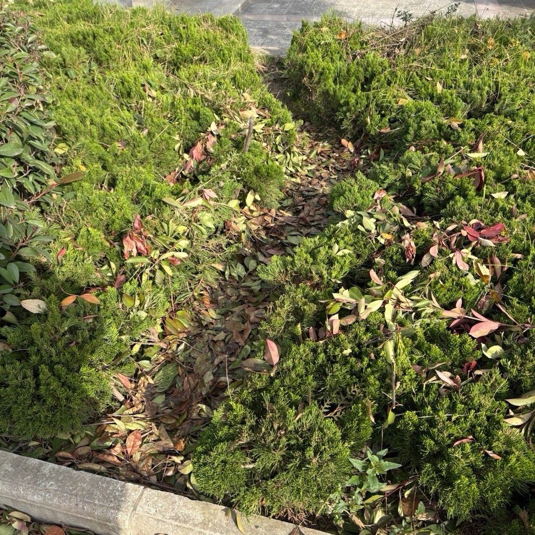 今天看了一个炸裂的评论：想要把车开到绿化带，也得不崴脚才行。[流鼻血][流鼻血]