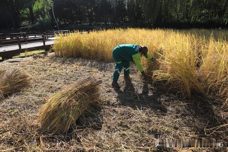 网上买大米，存米比较多，我一般是找农户买米，都是当年收割的水稻，现加工现卖，2，