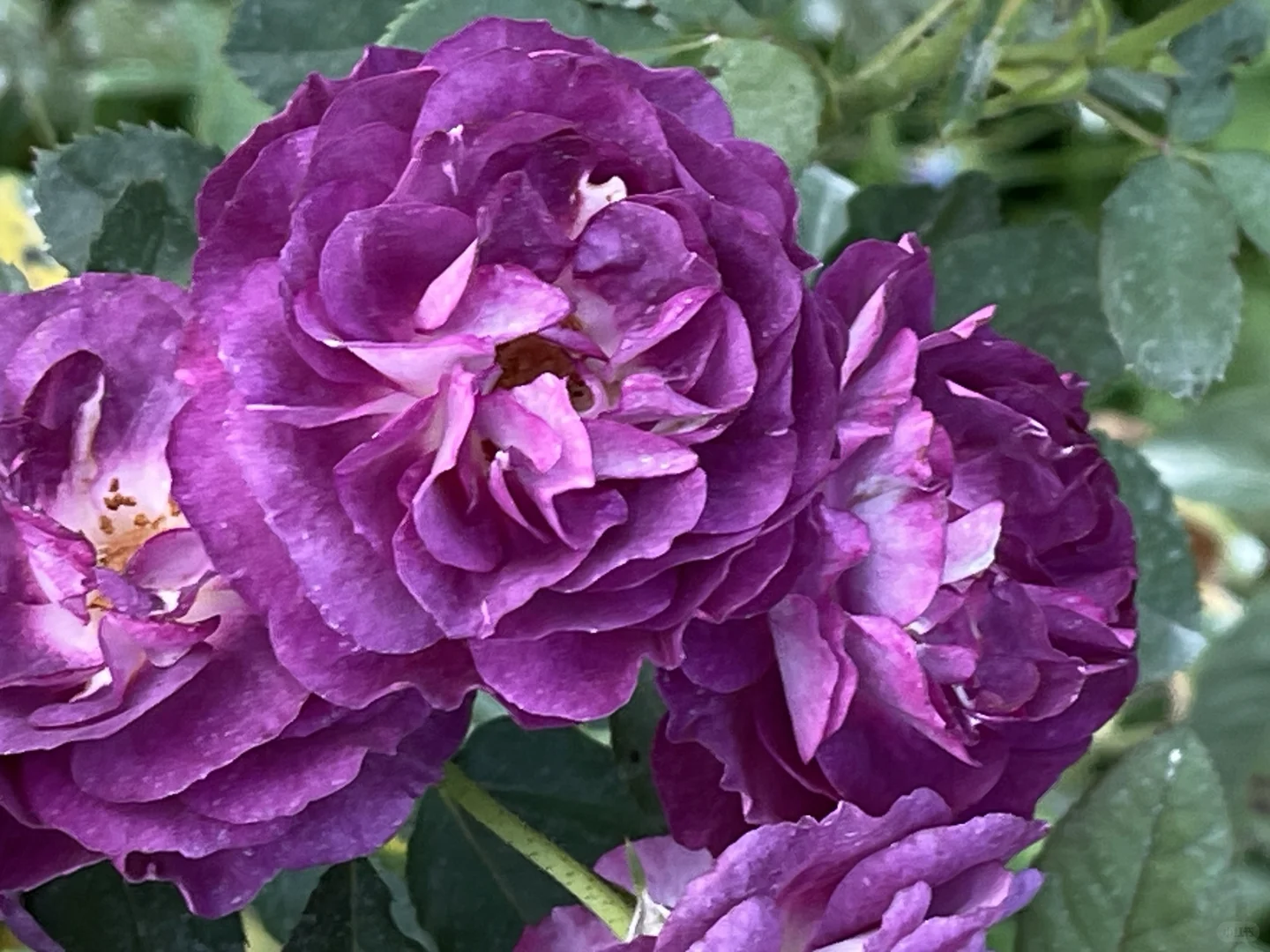 今日份玫瑰