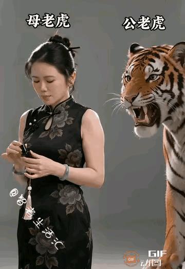 地球人都知道，母老虎可怕呀。