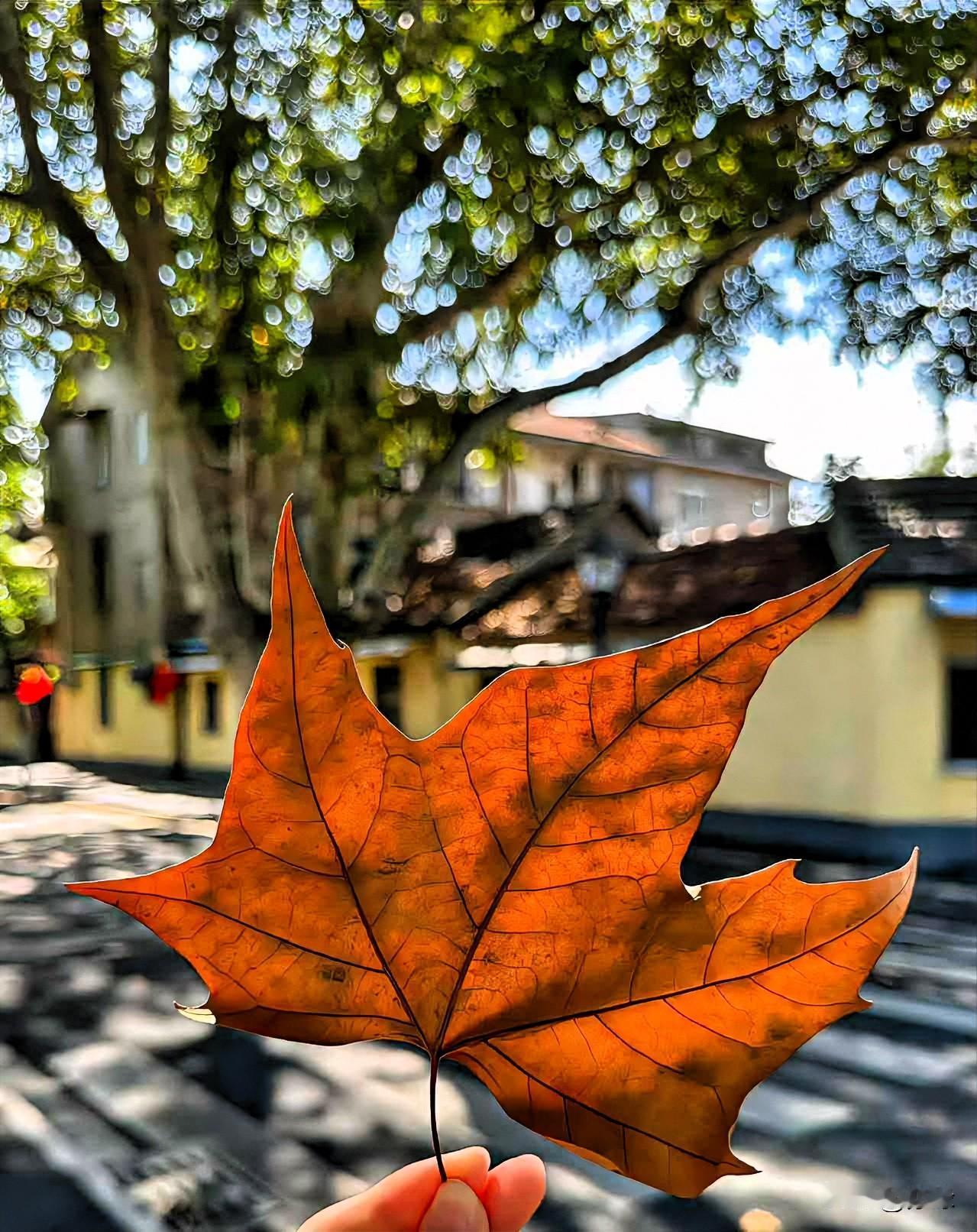 世间的美妙
始于春 盛于夏 成于秋

我真的很喜欢秋天
穿着宽松柔软的衣服
空气