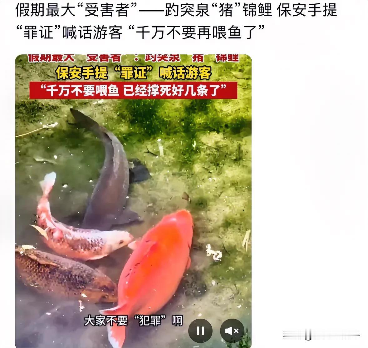 鱼儿假期加班，美食太多，撑死了，连减肥的机会都没有了，尊重自然规律，让鱼儿们自由