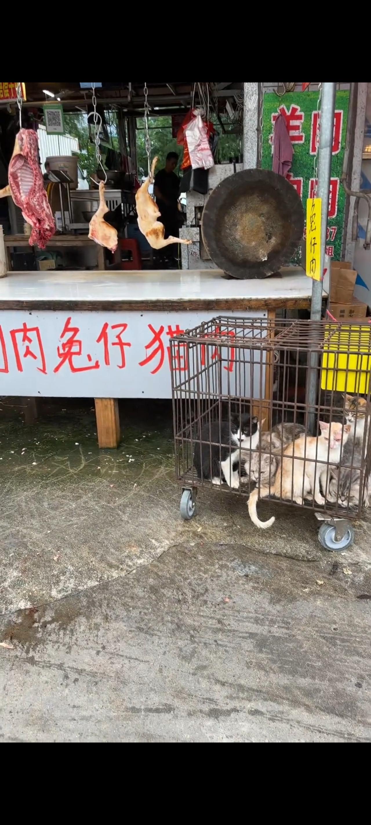 此时此刻恐怕已经没人能够拯救得了，铁笼里面这群即将被待宰的流浪猫！

再过几个小