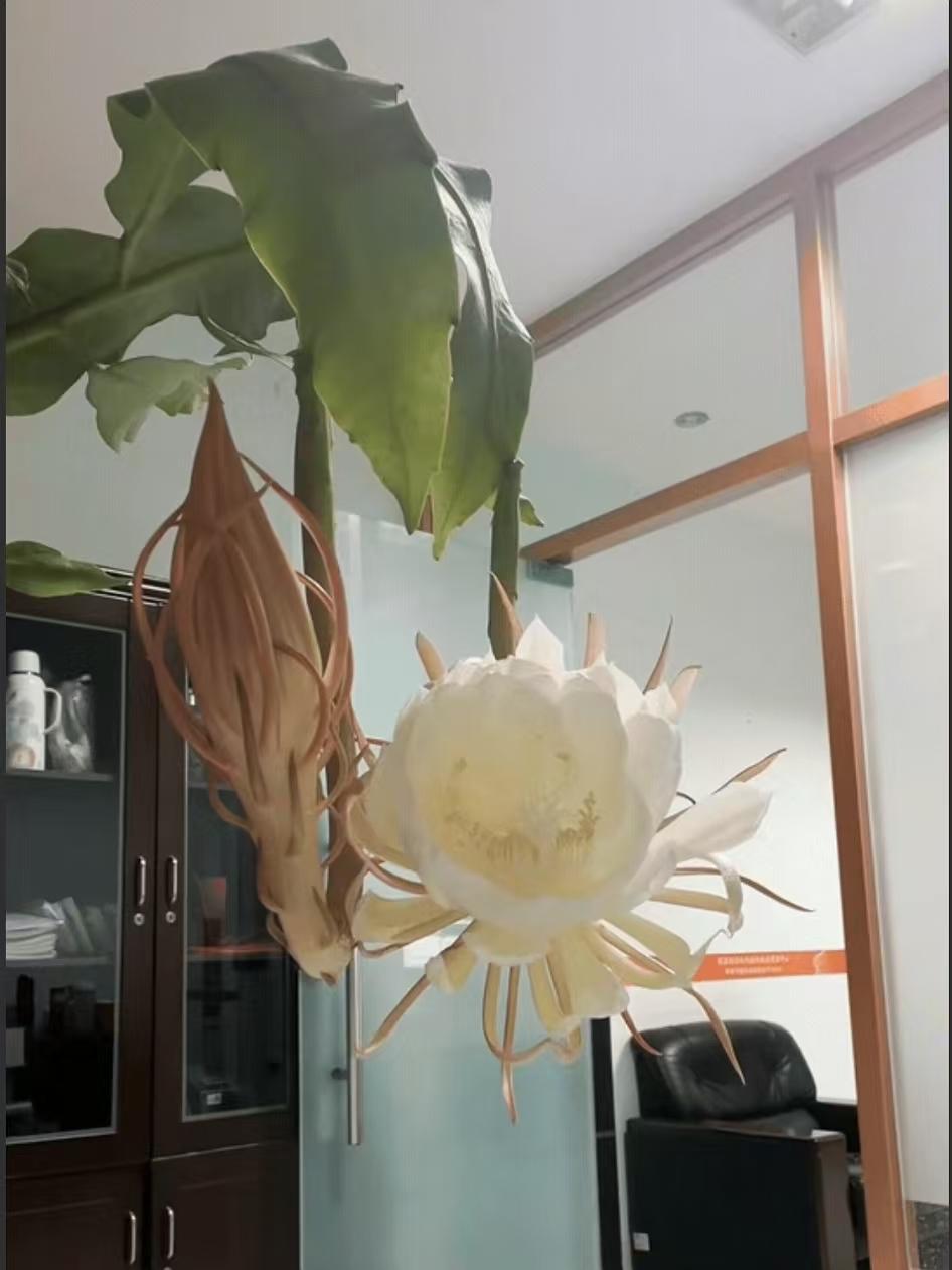 山东潍坊，那段昙花绽放的延时视频上了官媒，花友就摸上门了，夜里十几个人守在她家院